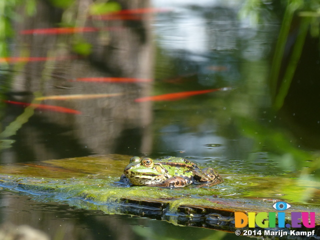 FZ008177 Marsh frog (Pelophylax ridibundus) on plank with goldfish